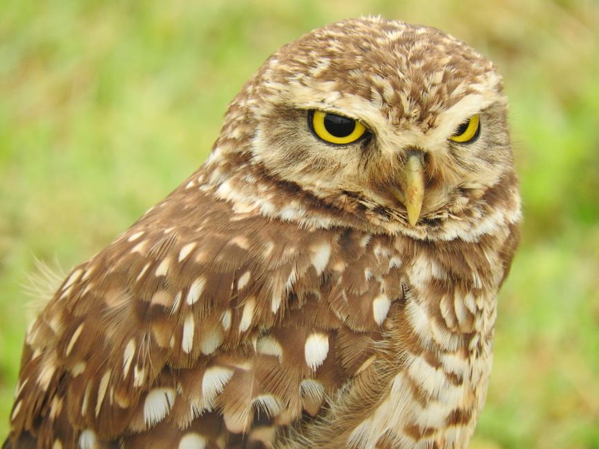 Close detalhado de uma coruja-buraqueira com impressionantes olhos amarelos em São Paulo, Brasil.